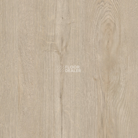 Kronotex Exquisit 8мм d41182 Дуб Горизонт кремовый фото 5 | FLOORDEALER